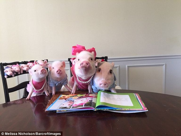 Ennek a két malacnak elképesztően sok követője van