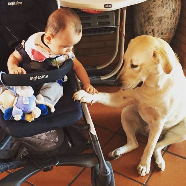 Ha végignézed ezeket a képeket, garantáltan te is akarsz majd kutyát