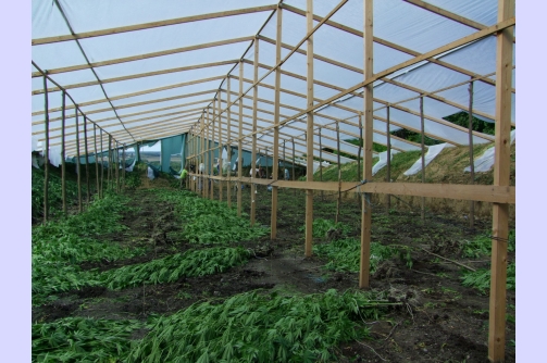 Úgy termesztették a kannabiszt a zalai fiatalok, mintha csak petrezselyem lenne