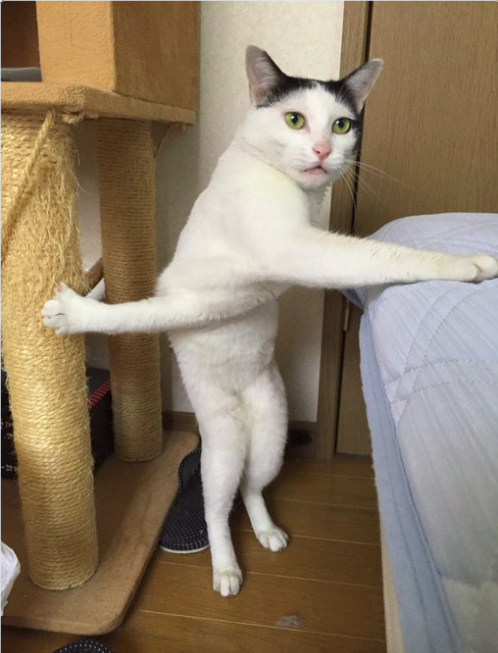 Világhírű lett az összegabalyodott kezű macska - fotók Világhírű lett az összegabalyodott kezű macska - fotók