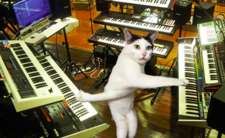 Világhírű lett az összegabalyodott kezű macska - fotók Világhírű lett az összegabalyodott kezű macska - fotók