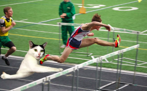 Világhírű lett az összegabalyodott kezű macska - fotók Világhírű lett az összegabalyodott kezű macska - fotók