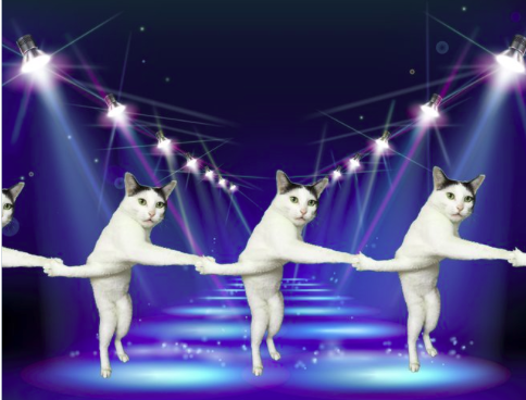 Világhírű lett az összegabalyodott kezű macska - fotók Világhírű lett az összegabalyodott kezű macska - fotók