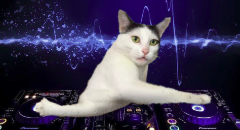 Világhírű lett az összegabalyodott kezű macska - fotók Világhírű lett az összegabalyodott kezű macska - fotók