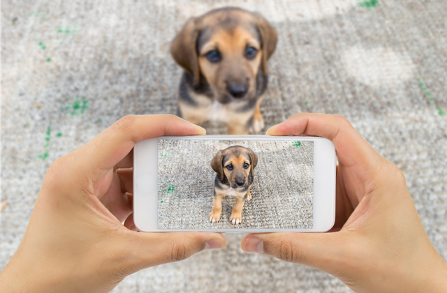 Így vigyázzatok az állatokra augusztus 20-án! Így vigyázzatok az állatokra augusztus 20-án!