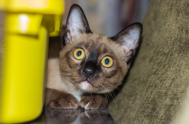 Így vigyázzatok az állatokra augusztus 20-án! Így vigyázzatok az állatokra augusztus 20-án!