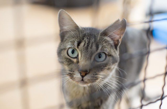 Így vigyázzatok az állatokra augusztus 20-án! Így vigyázzatok az állatokra augusztus 20-án!