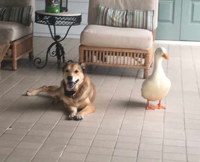 Egy kacsa mentette meg a gyászoló kutya életét 