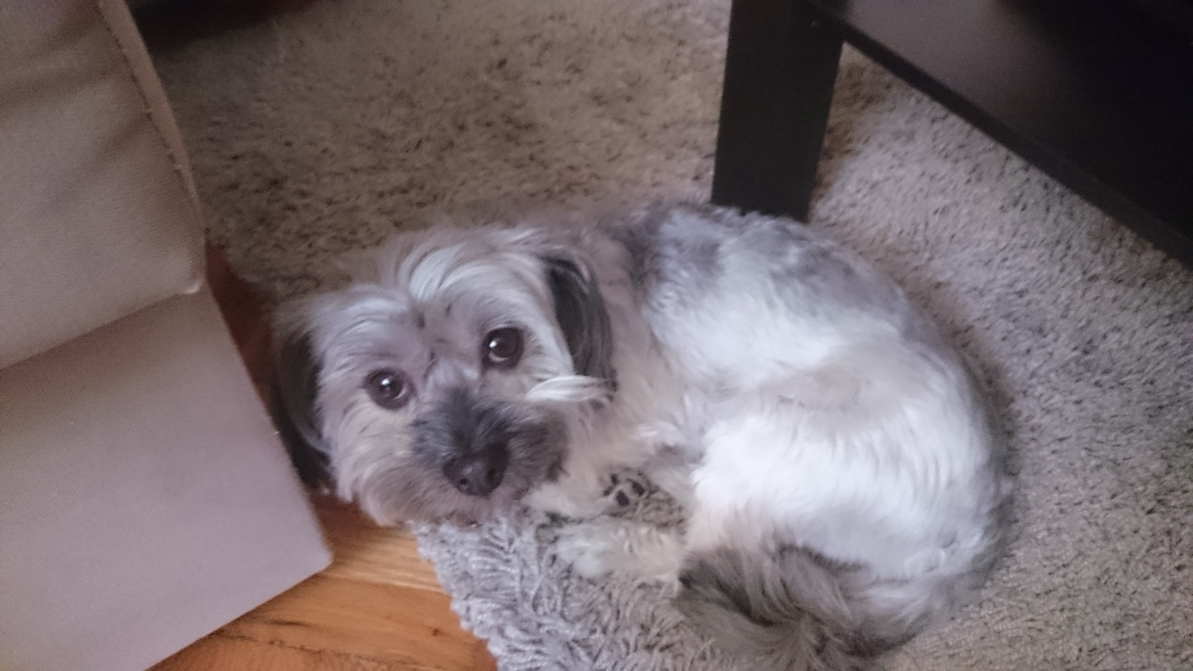 Leterített egy szőrös kis szívrabló - gazdi voltam két hétig