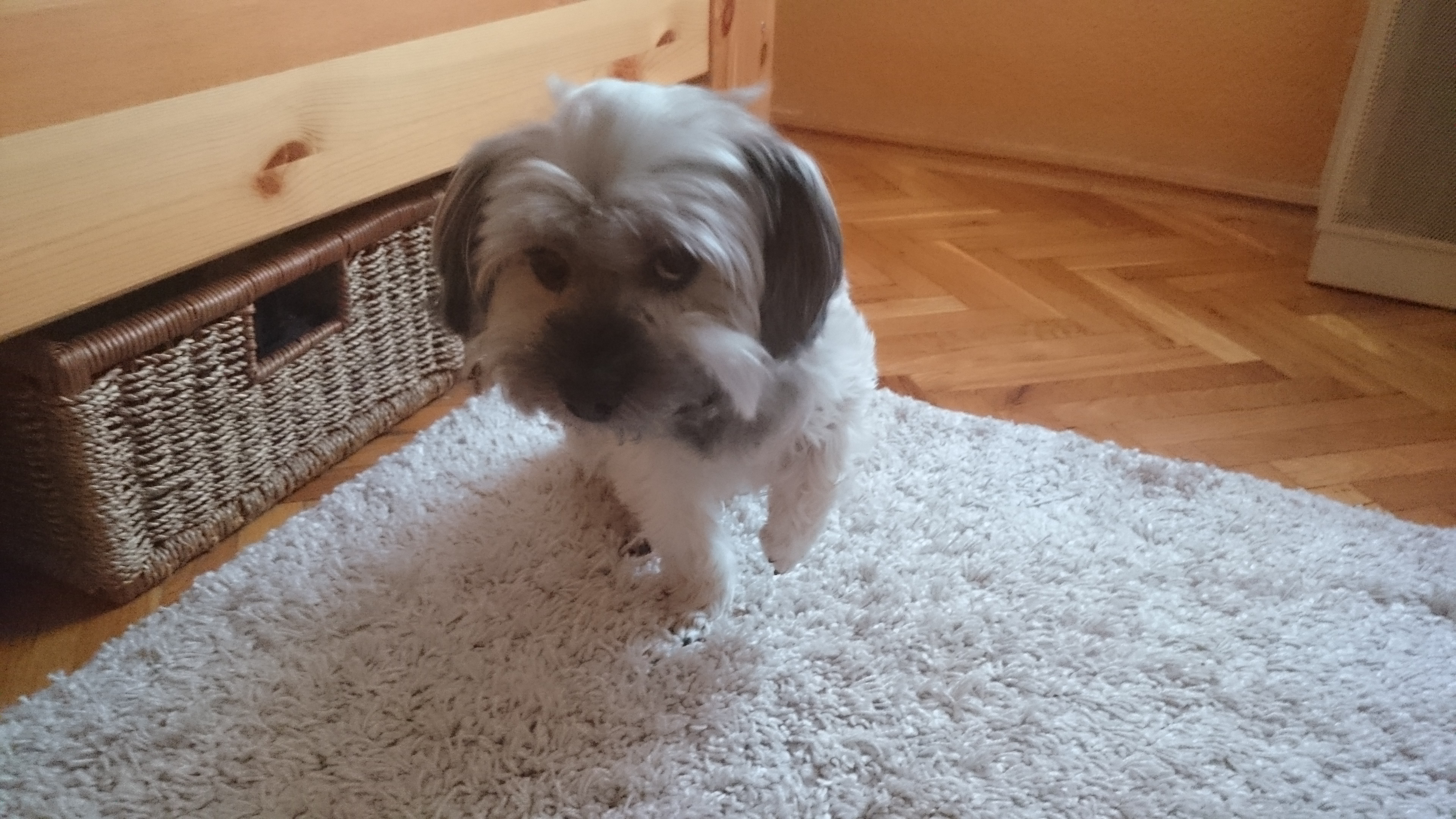 Leterített egy szőrös kis szívrabló - gazdi voltam két hétig