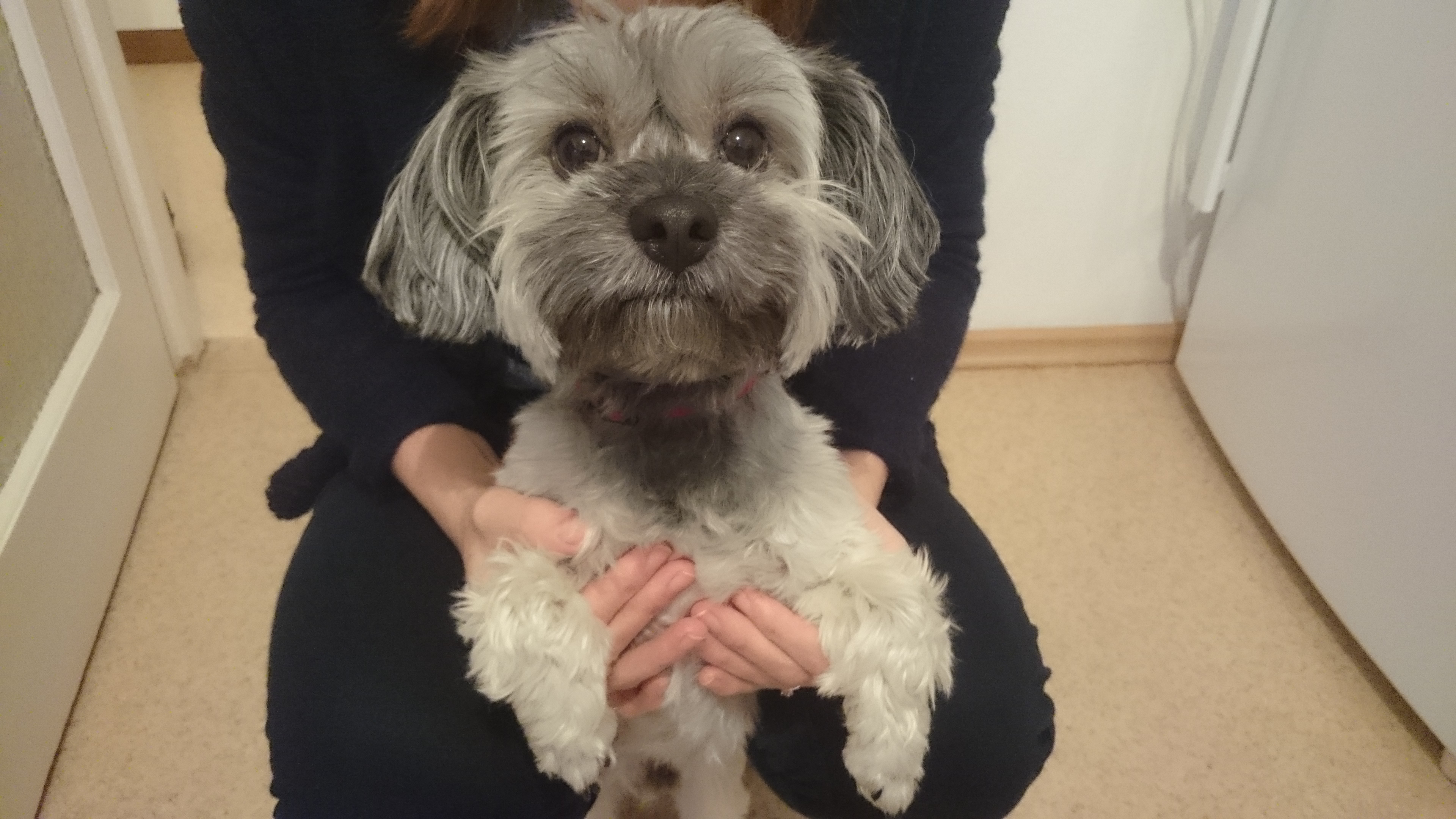 Leterített egy szőrös kis szívrabló - gazdi voltam két hétig