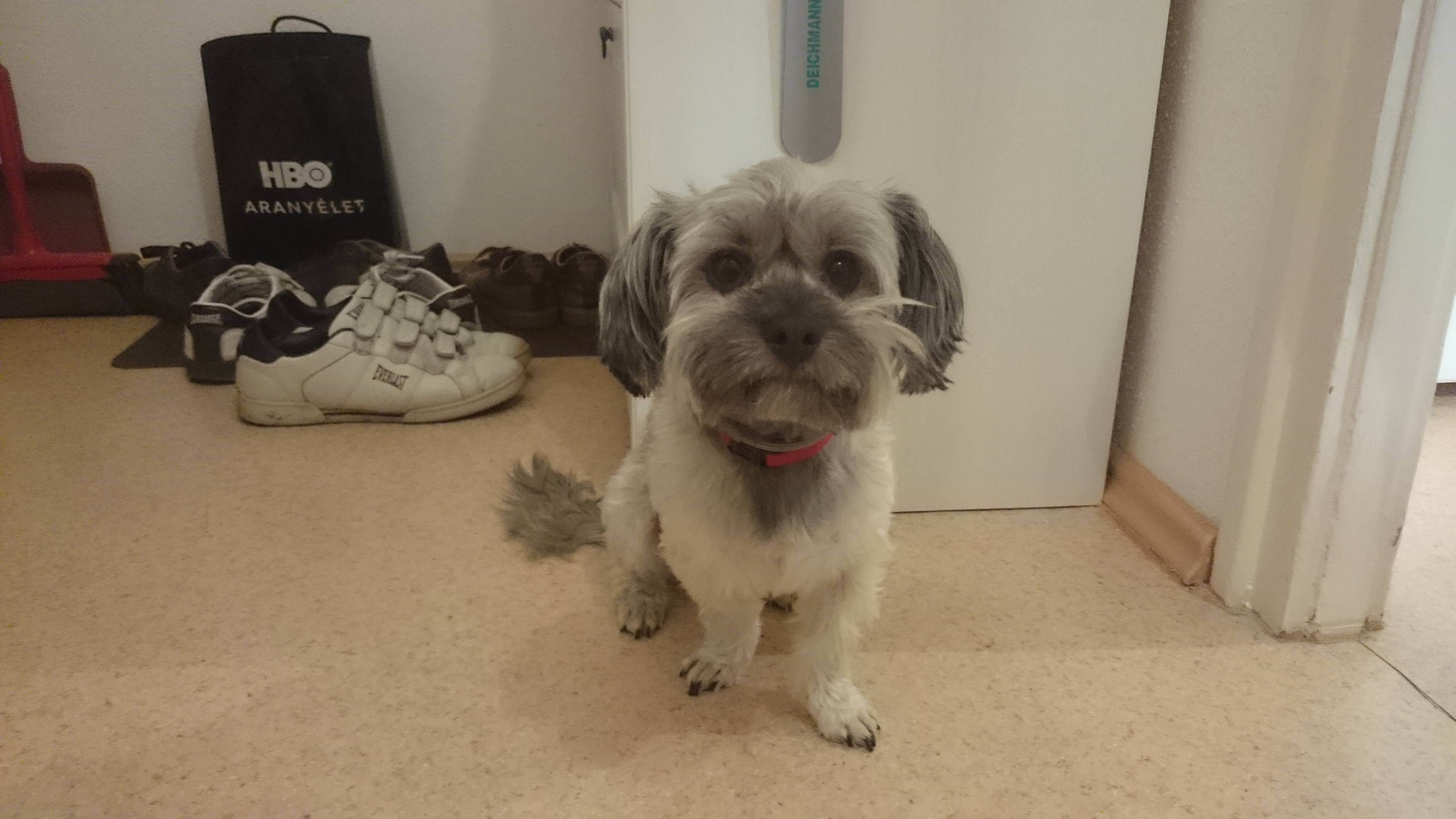 Leterített egy szőrös kis szívrabló - gazdi voltam két hétig