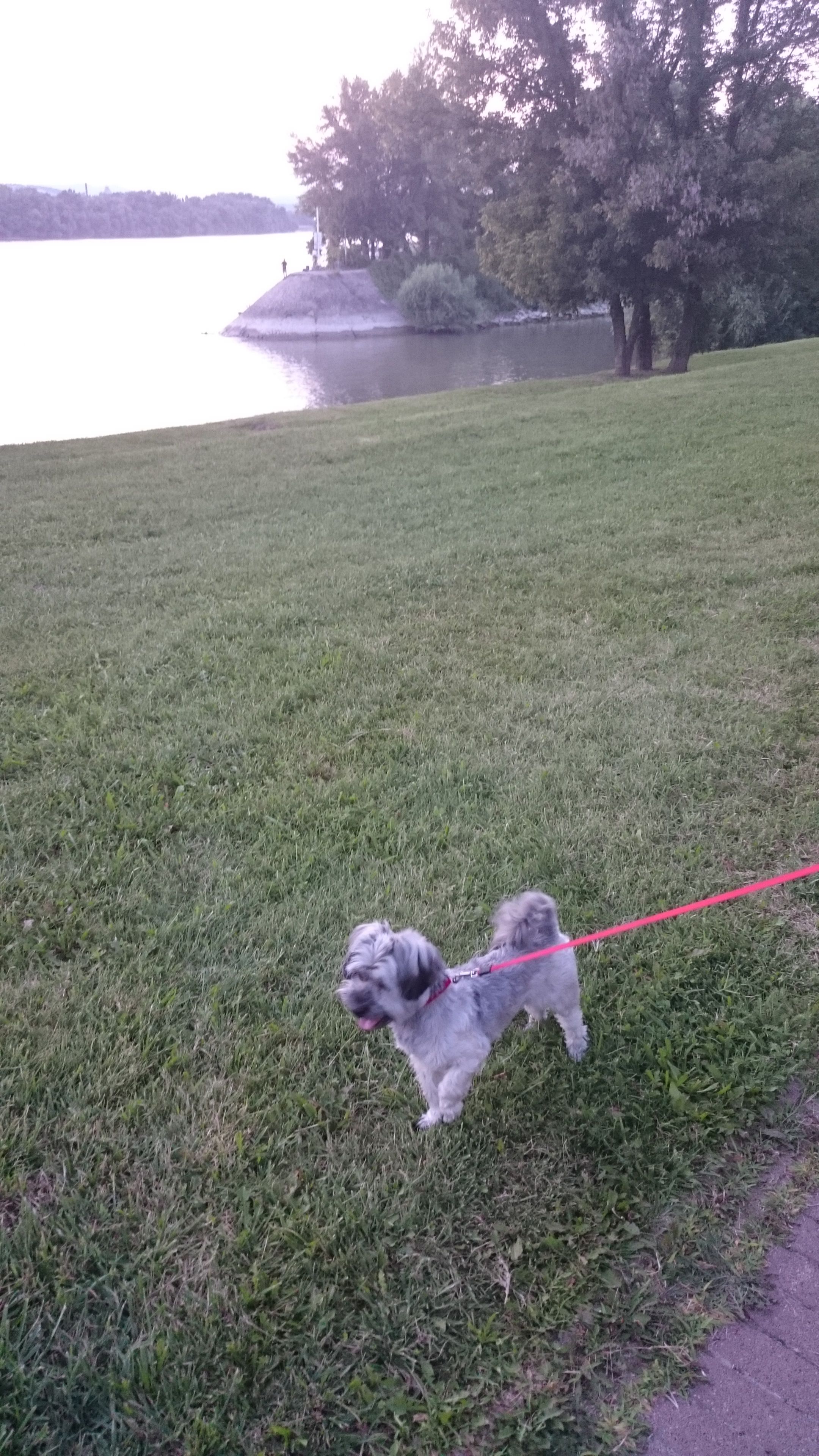 Leterített egy szőrös kis szívrabló - gazdi voltam két hétig