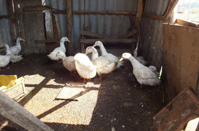 A kacsákat és a láncfűrészt is vitte a betörő 