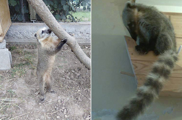 Szökött medve bujkál Pécelen