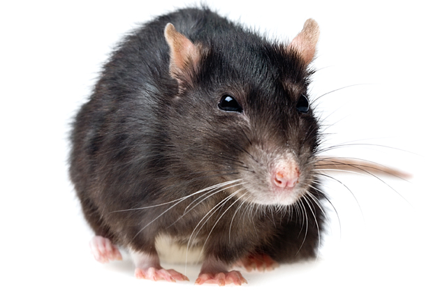 Ezért van az állatoknak bajsza