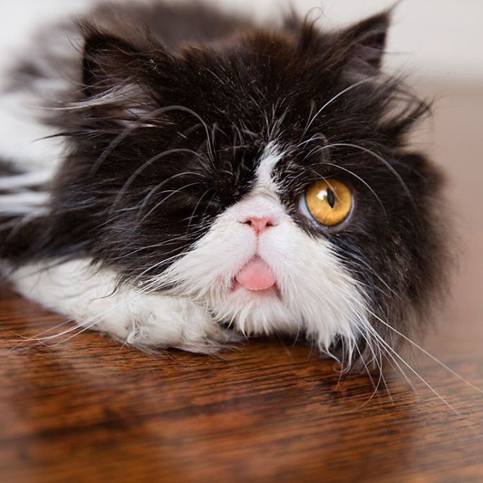 Spagetti talán elveszítette az egyik szemét, de cukiságát biztosan nem