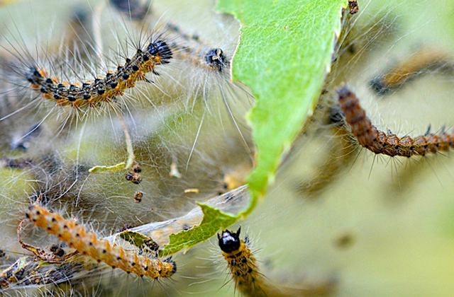 Hernyóhadak támadják Debrecen külvárosát