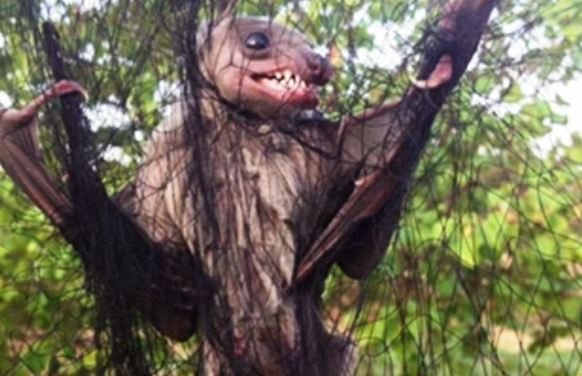 Forrás: dailystar.com