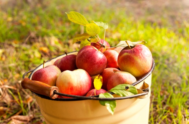 Nincs, aki leszedje a gyümölcsöt