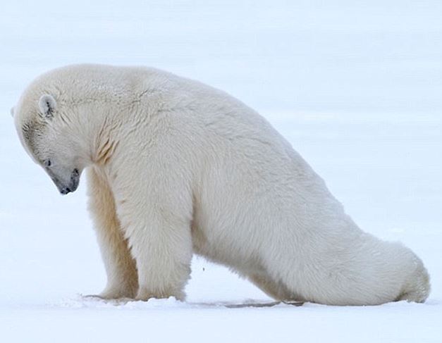 A jógázó állatoktól te is kedvet kapsz a testmozgáshoz A jógázó állatoktól te is kedvet kapsz a testmozgáshoz
