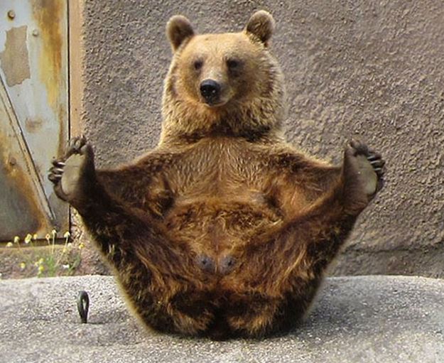 A jógázó állatoktól te is kedvet kapsz a testmozgáshoz A jógázó állatoktól te is kedvet kapsz a testmozgáshoz