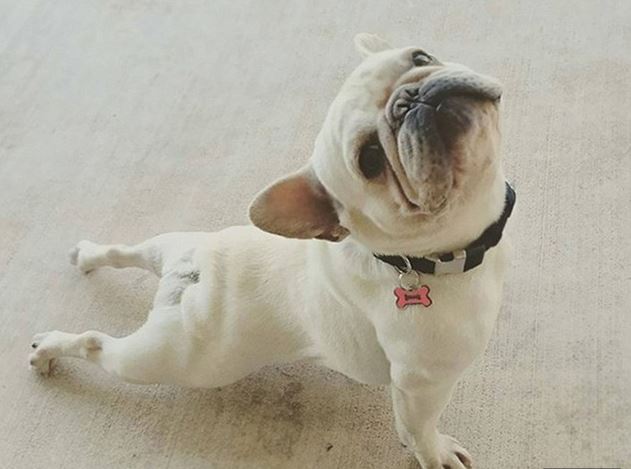 A jógázó állatoktól te is kedvet kapsz a testmozgáshoz A jógázó állatoktól te is kedvet kapsz a testmozgáshoz