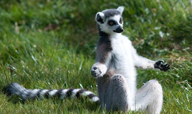 A jógázó állatoktól te is kedvet kapsz a testmozgáshoz A jógázó állatoktól te is kedvet kapsz a testmozgáshoz