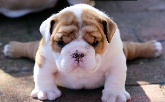 A jógázó állatoktól te is kedvet kapsz a testmozgáshoz A jógázó állatoktól te is kedvet kapsz a testmozgáshoz