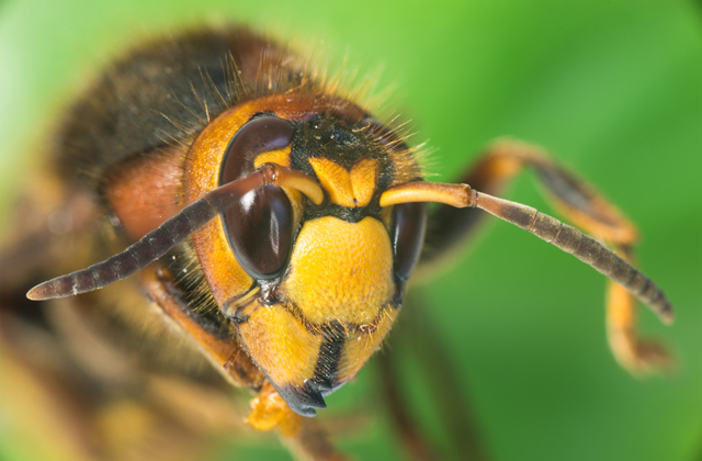 Lódarazsak támadtak a gyerkekre