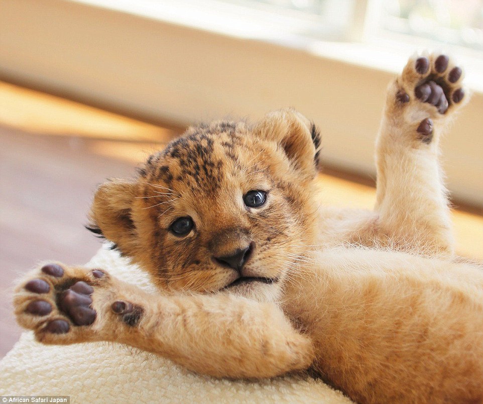 Tündéri fotók: összebarátkoztak az ororszlán -és tigriskölykök Tündéri fotók: összebarátkoztak az ororszlán -és tigriskölykök