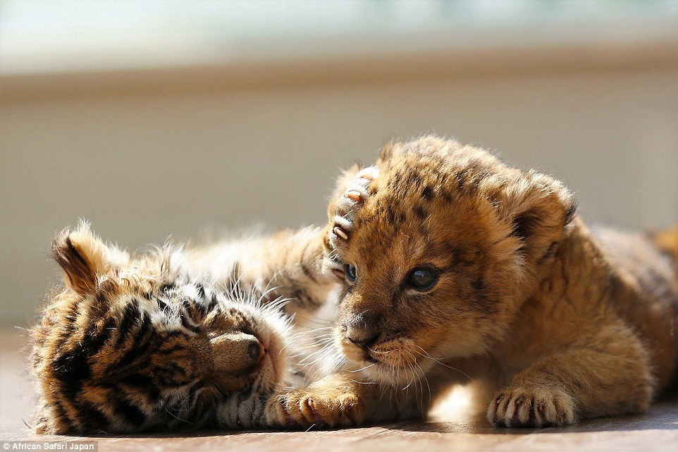 Tündéri fotók: összebarátkoztak az ororszlán -és tigriskölykök Tündéri fotók: összebarátkoztak az ororszlán -és tigriskölykök