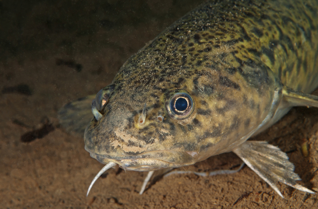 Kihalt állat tér vissza a Balatonba