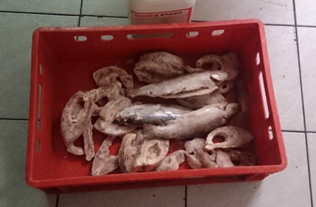 Undorító halsütödéket lepleztek le a Balatonnál