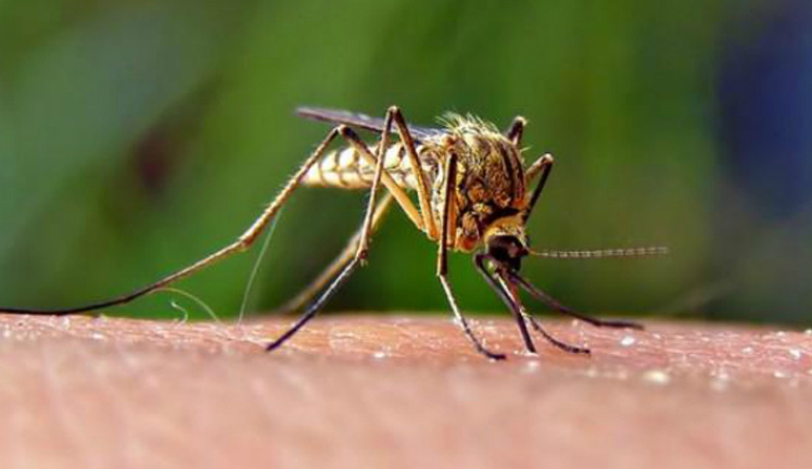 Nílusi láz betegített meg egy szegedi férfit