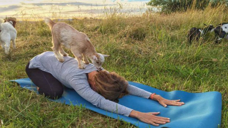 Itt a kecskés jóga, és egyszerűen fantasztikus!