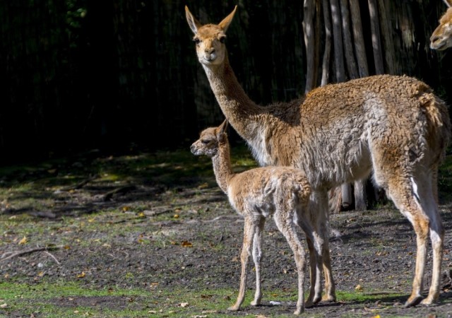 Vikunya bébi született a Szegedi Vadasparkban Vikunya bébi született a Szegedi Vadasparkban