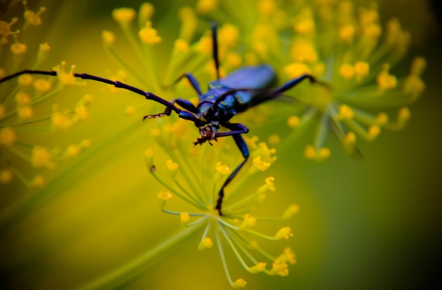 Az erdőket pusztító cincérek egyik példánya