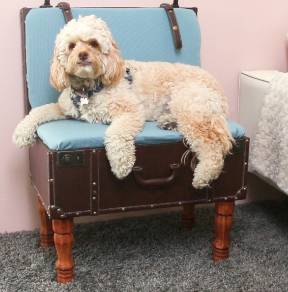 Van egy antik bőröndöd? Alakítsd menő ülőkévé, amit a kutyád is imádni fog