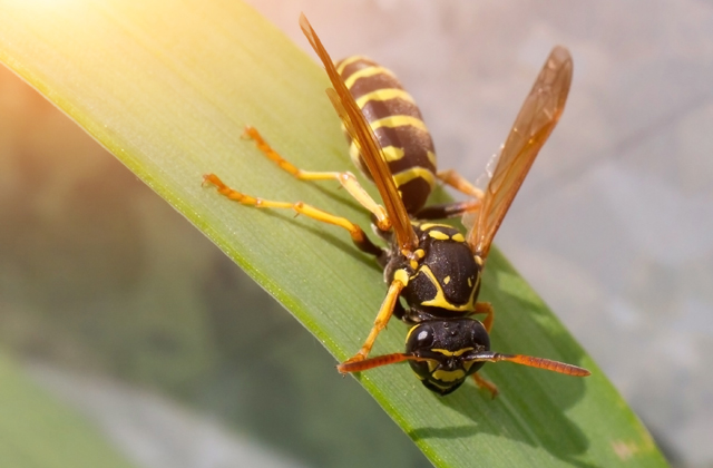 Veszélyesen túlszaporodtak a darazsak