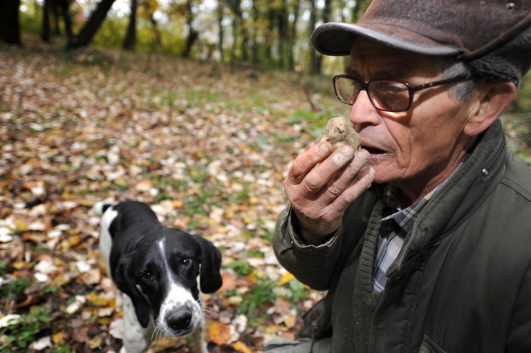 Renato Agnello és kutyája Gigi szarvasgomba vadászaton Piemontban (Fotó: Patrick Piel/Getty Images)