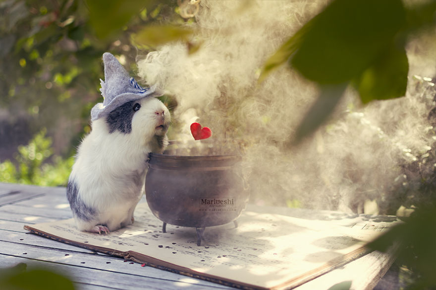 Varázslatos képeken pózol a tengerimalac - cuki fotók Varázslatos képeken pózol a tengerimalac - cuki fotók