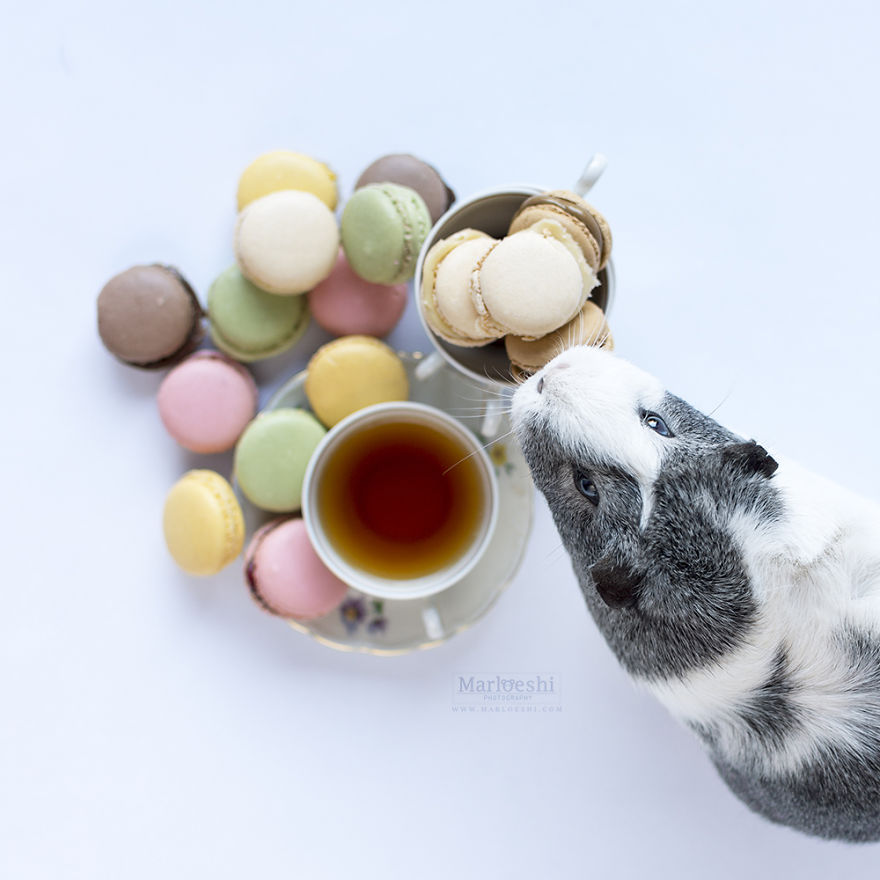 Varázslatos képeken pózol a tengerimalac - cuki fotók Varázslatos képeken pózol a tengerimalac - cuki fotók