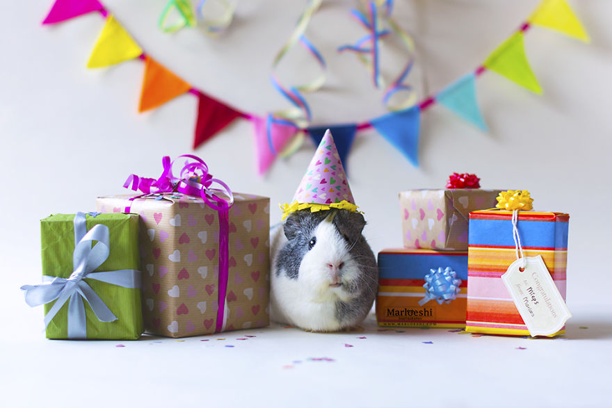 Varázslatos képeken pózol a tengerimalac - cuki fotók Varázslatos képeken pózol a tengerimalac - cuki fotók