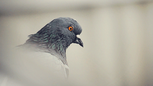 Ezt nem gondoltad volna a galambokról