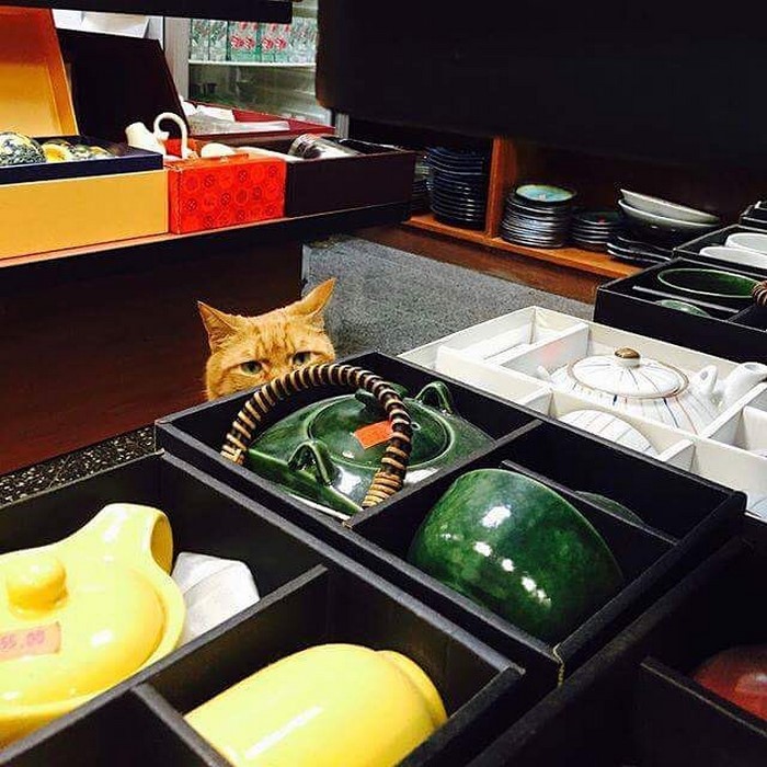 Kilenc éve dolgozik kisboltban a macska