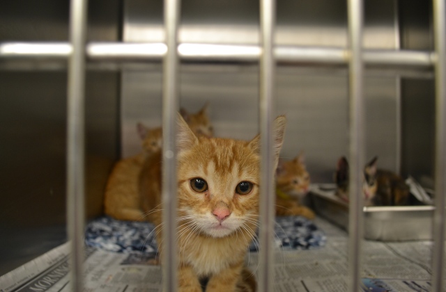 Virtuális örökbefogadás – Akkor is segíthetsz az állatokon, ha nem tudsz otthon gondoskodni róluk!