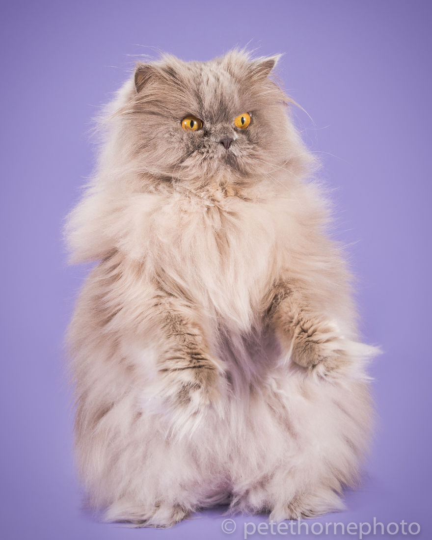 Hello hétfő: kövér macskák minden mennyiségben Hello hétfő: kövér macskák minden mennyiségben