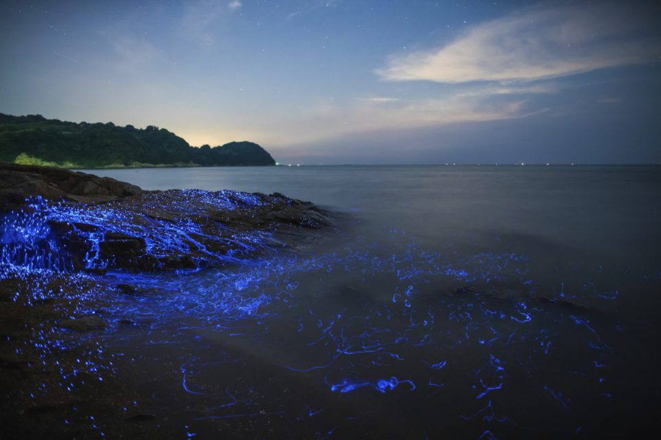 Parányi rákoktól borultak fényárba a sziklák - fotók