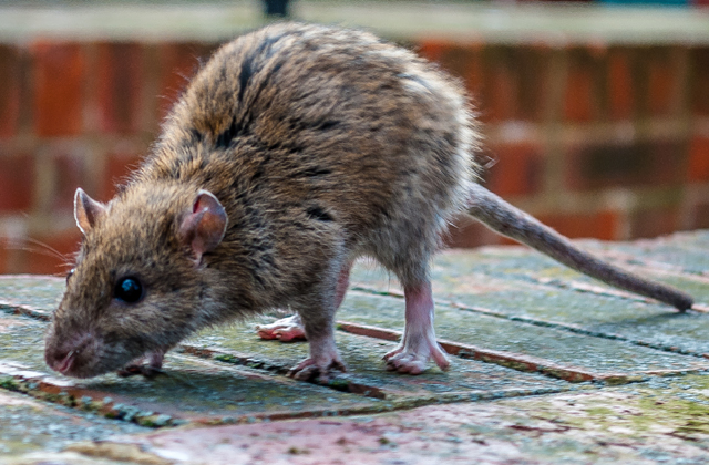 Patkányoktól rettegnek Makón